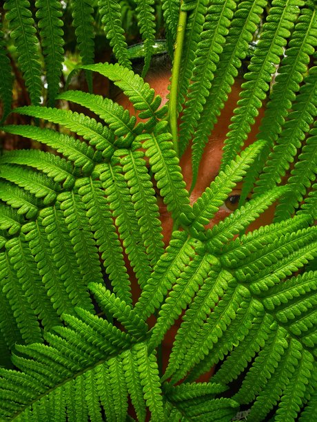 TToes art pornstar archive