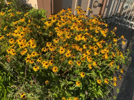 petal valentine beautiful pornstar image