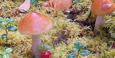 aurora jade pornstar free pics