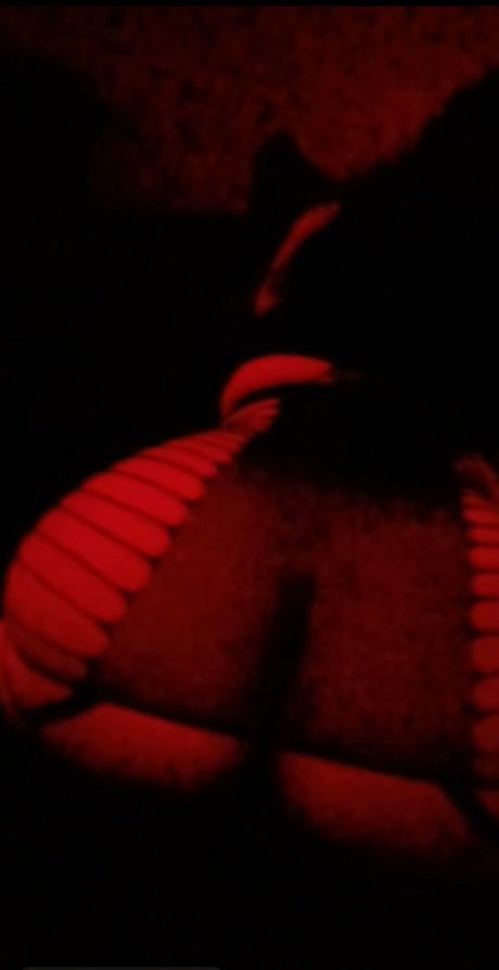 Cella_ star pornographic photos