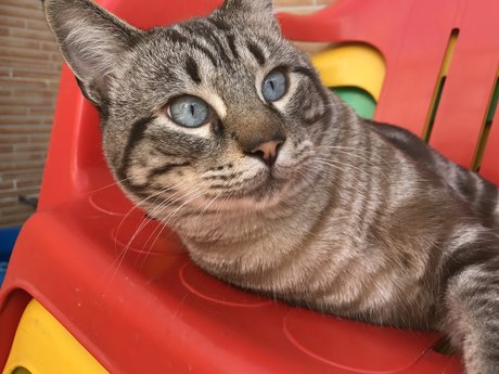 Gato top actress pics