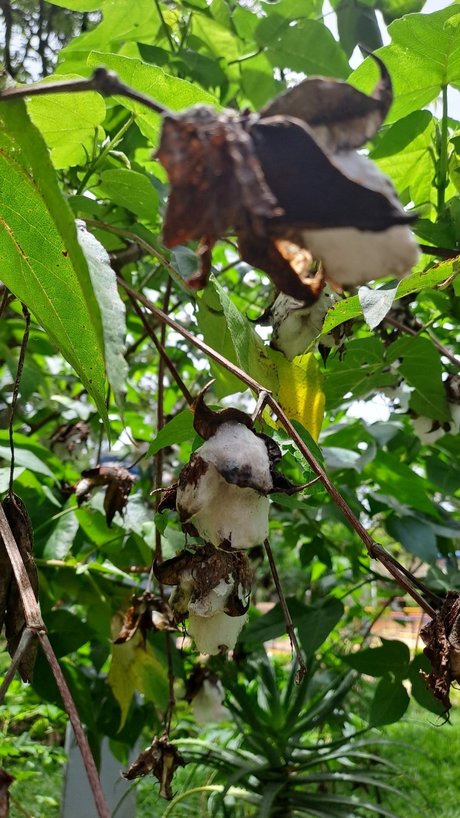 Ocel9ttygirl nudes star gallery