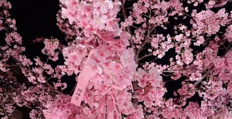 Mis Philomena star beautiful archive