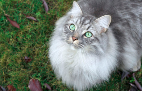 enchanted best actress picture