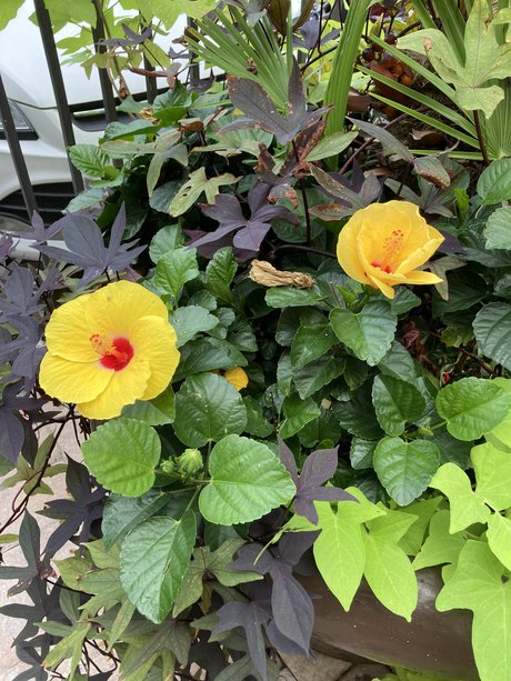 Mindy Hansley xxx actress gallery