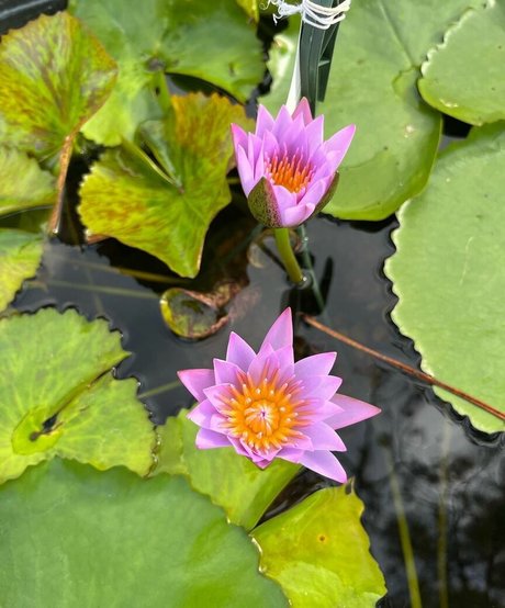 Plantbae naked actress picture