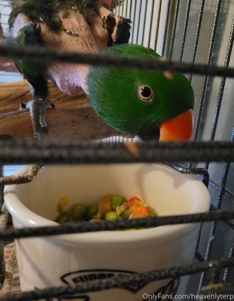 heavenlyterp model art pics