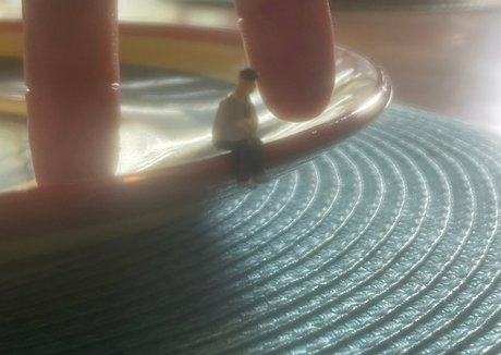 remifree perfect pornstar pic