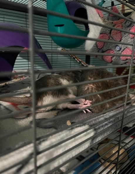 Kyoharu model high quality pics