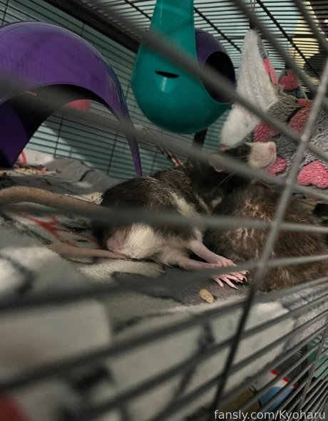 Kyoharu nudes star archive