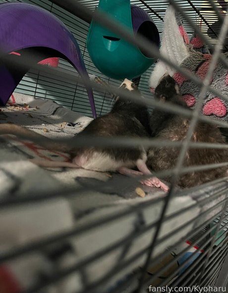 Kyoharu model hd gallery