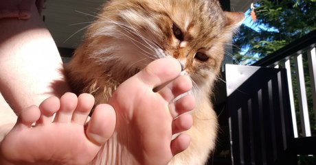 softcorekittyx perfect actress galleries