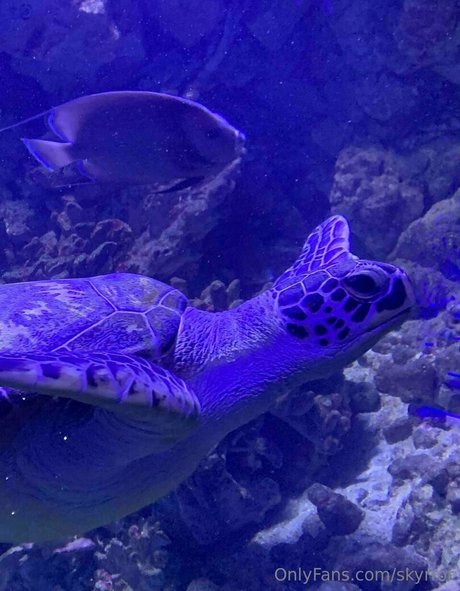 skyrror exclusive model image