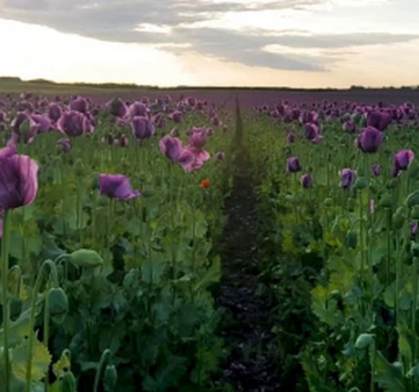 Violet Denier xxx actress images