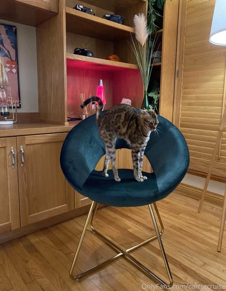 cartercruise xxx star img