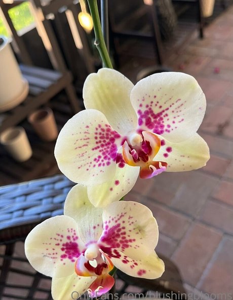 brazilian anal onlyfans art nude pictures