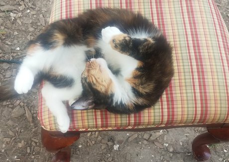 katcalico star hot pictures