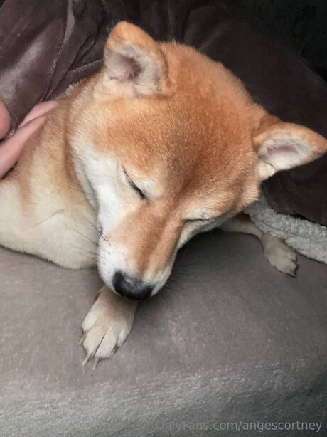 ebony femdom onlyfans free photo