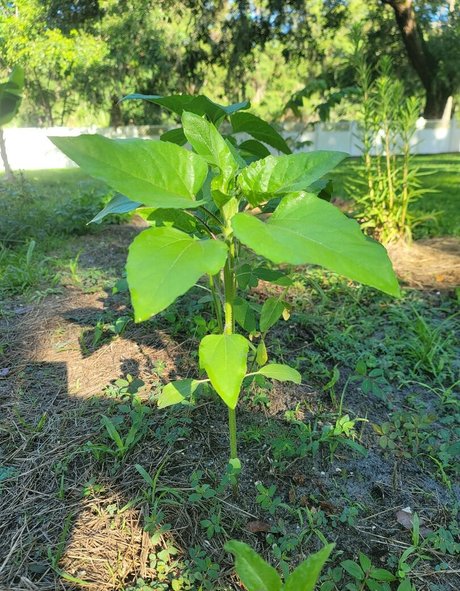 deealice nice model pics