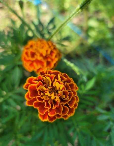 deealice art star archive