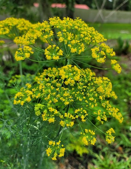 deealice perfect actress picture