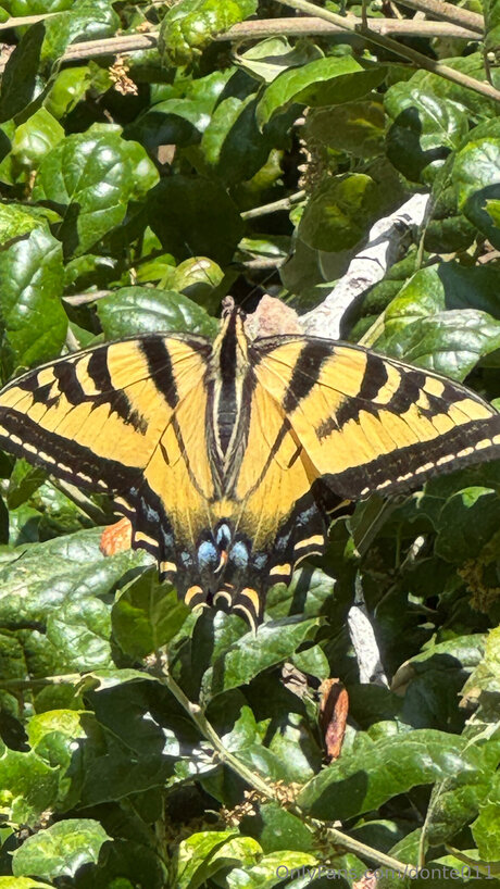 blonde asian onlyfans free nude image