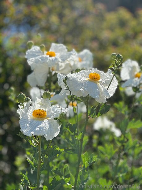 Donte011 free model image