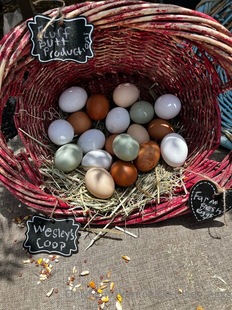 Chickenlady Eggs naked actress photo