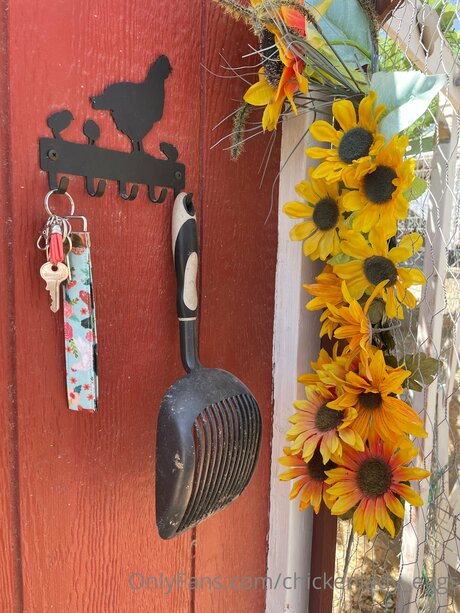 Chickenlady Eggs star adult galleries