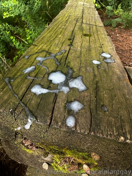 Urlocalplantgay high quality actress photos