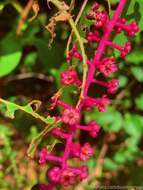 Dropofhoney beautiful model archive