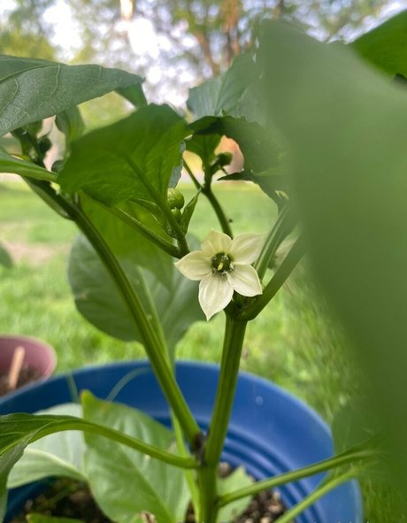 rukiabrat xxx model galleries