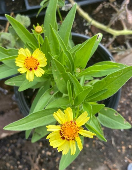 blonde secretary onlyfans beautiful porn photo