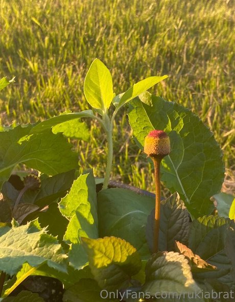 rukiabrat star nudes pictures