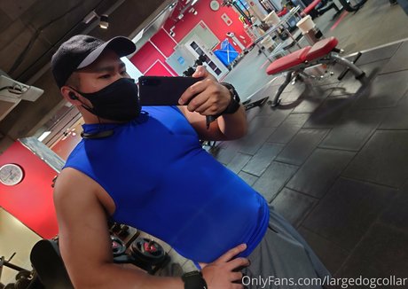 largedogcollar art model picture