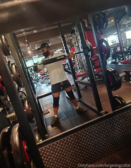 largedogcollar star high quality img