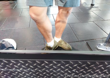 largedogcollar model nice pic