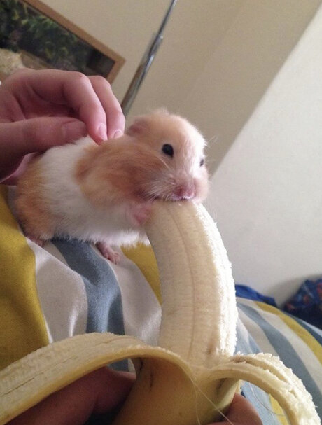 tiny amp amp thicc with a big attitude star galleries