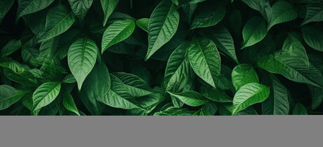 Soul Dream pretty star photo