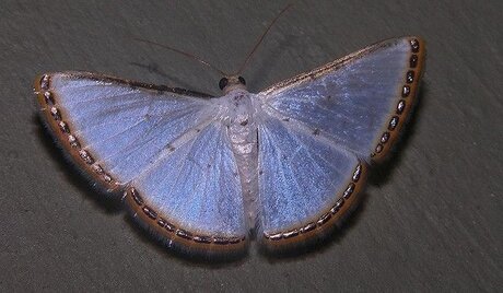 lucy beautiful model pic