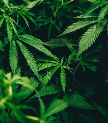 Bigsmokedog pornographic model images