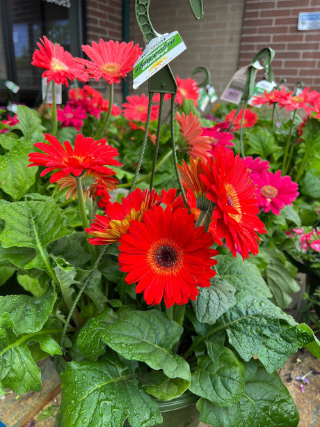 Olivi r Ans lm nice star pictures