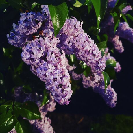 Miss Vixxen star perfect galleries