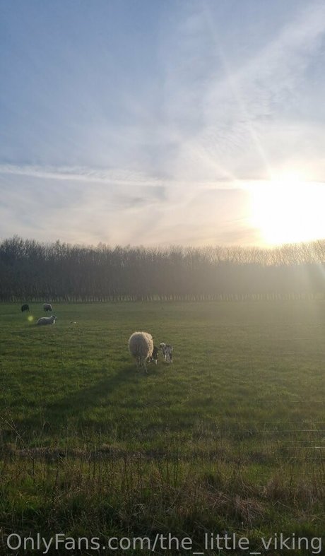 the little viking hd model img