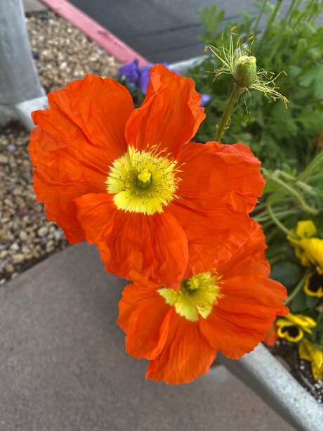 One Love Naked Yoga model pornographic archive