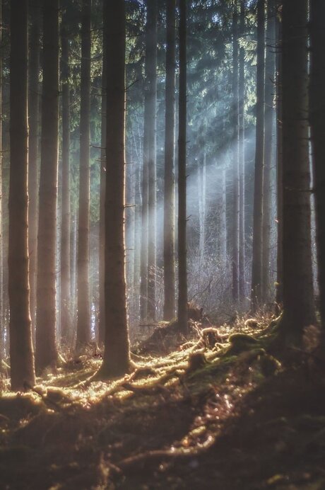 Goddess_ star beautiful photo