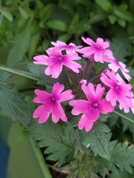 big tits latina onlyfans pornos image