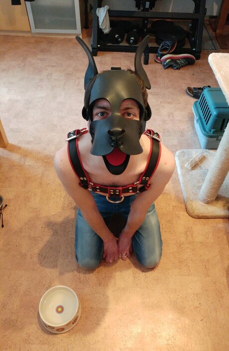 PupDexi star art picture