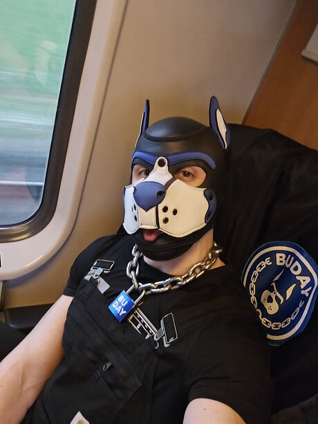 pupbuday star high quality img