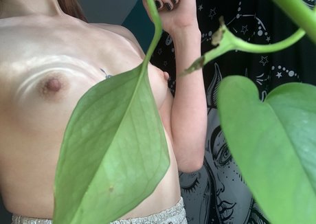 maplemaya star free image